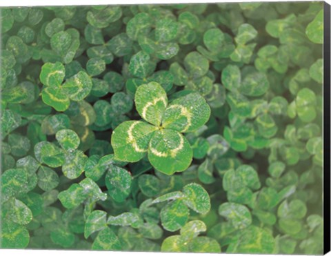 Framed Close up of green clover Print