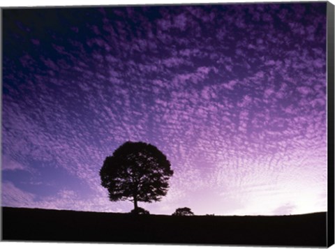 Framed Silhouette of solitary tree with purple sunset Print