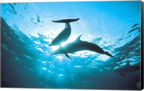 Framed Upward view of two silhouetted dolphins on surface of sea Print