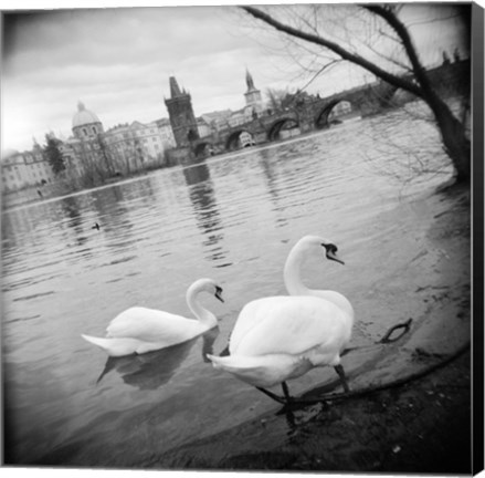 Framed Two swans in a river, Vltava River, Prague, Czech Republic Print