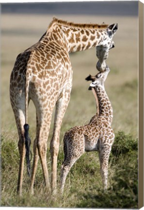 Framed Masai giraffe (Giraffa camelopardalis tippelskirchi) with its calf, Masai Mara National Reserve, Kenya Print