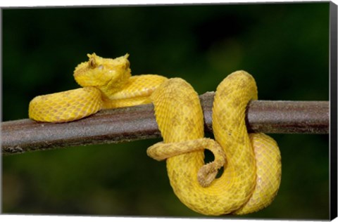 Framed Close-up of an Eyelash viper (Bothriechis schlegelii), Arenal Volcano, Costa Rica Print