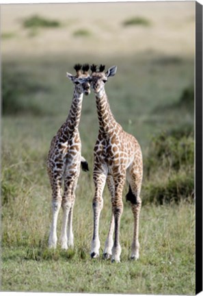 Framed Masai giraffes (Giraffa camelopardalis tippelskirchi) in a forest, Masai Mara National Reserve, Kenya Print