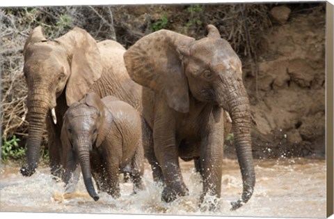 Framed African elephants (Loxodonta africana) playing with water, Samburu National Park, Rift Valley Province, Kenya Print