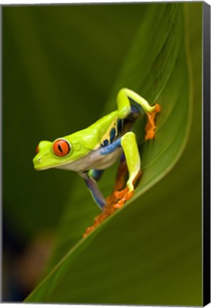 Framed Close-up of a Red-Eyed Tree frog (Agalychnis callidryas) sitting on a leaf, Costa Rica Print