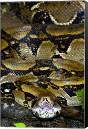 Framed Close-up of a Boa Constrictor, Arenal Volcano, Costa Rica Print