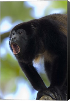 Framed Close-up of a Black Howler Monkey (Alouatta caraya), Costa Rica Print