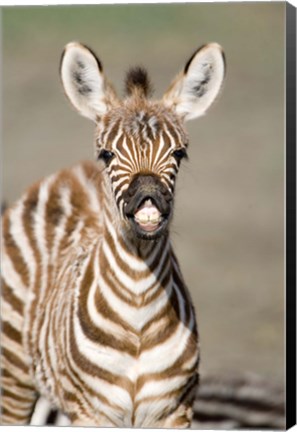 Framed Close-up of a Burchell&#39;s zebra foal (Equus burchelli), Ngorongoro Crater, Ngorongoro, Tanzania Print