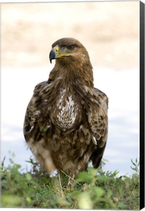 Framed Close-up of a Tawny Eagle (Aquila rapax), Ndutu, Ngorongoro, Tanzania Print