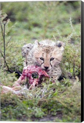 Framed Cheetah cub (Acinonyx jubatus) eating a dead animal, Ndutu, Ngorongoro, Tanzania Print