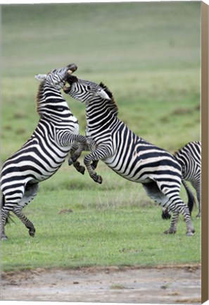 Framed Burchell&#39;s zebras (Equus burchelli) fighting in a field, Ngorongoro Crater, Ngorongoro, Tanzania Print