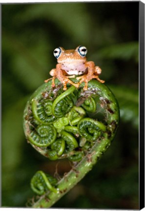 Framed Close-up of a Blue-Eyed Tree frog on a fern frond, Andasibe-Mantadia National Park, Madagascar Print