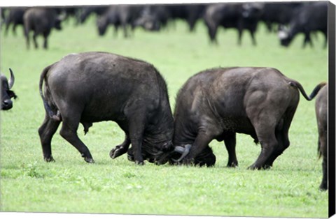 Framed Cape buffalo bulls (Syncerus caffer) sparring, Ngorongoro Crater, Ngorongoro, Tanzania Print