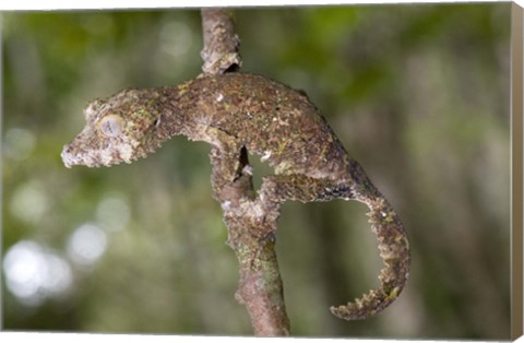 Framed Close-up of a Leaf-Tailed gecko (Uroplatus fimbriatus), Andasibe-Mantadia National Park, Madagascar Print