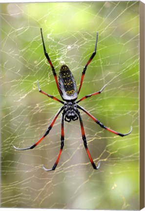 Framed Close-up of a Golden Silk Orb-weaver, Andasibe-Mantadia National Park, Madagascar Print