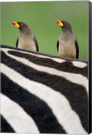 Framed Yellow-Billed oxpeckers (Buphagus africanus) on top of a zebra, Ngorongoro Crater, Ngorongoro, Tanzania Print