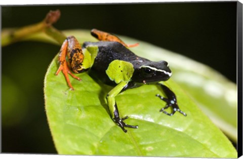 Framed Close-up of a Painted mantella (Mantella madagascarensis) frog, Madagascar Print