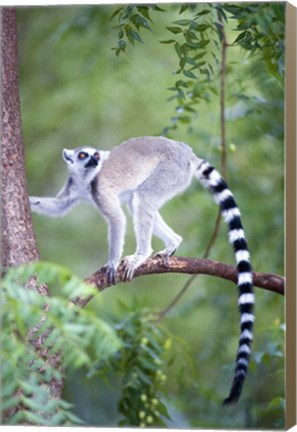 Framed Ring-Tailed lemur (Lemur catta) climbing a tree, Berenty, Madagascar Print