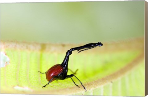 Framed Giraffe Weevil, Andasibe-Mantadia National Park, Madagascar Print