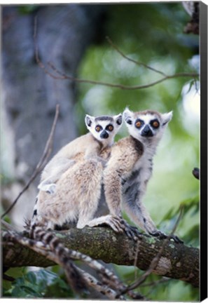 Framed Ring-Tailed lemur (Lemur catta) with its young one, Berenty, Madagascar Print