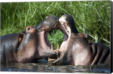 Framed Two hippopotamuses (Hippopotamus amphibius) fighting in water, Ngorongoro Crater, Ngorongoro, Tanzania Print