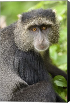 Framed Close-up of a Blue monkey (Cercopithecus mitis), Lake Manyara National Park, Tanzania Print