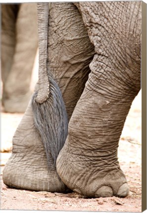 Framed Close-up of legs and tail of an African elephant (Loxodonta africana), Lake Manyara, Tanzania Print