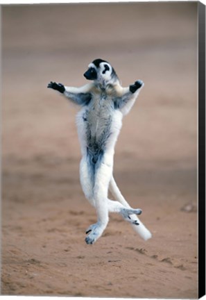 Framed Verreaux&#39;s sifaka dancing in a field, Berenty, Madagascar Print