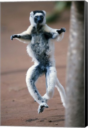 Framed Close up of Verreaux&#39;s sifaka Monkey dancing in a field, Berenty, Madagascar Print