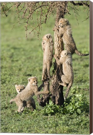 Framed Cheetah Cubs (Acinonyx jubatus), Ndutu, Ngorongoro, Tanzania Print