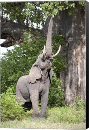 Framed African elephant (Loxodonta africana) reaching for baobab (Adansonia digitata) tree leaves, Tarangire National Park, Tanzania Print