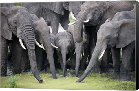 Framed African elephants (Loxodonta africana) drinking water in a pond, Tarangire National Park, Tanzania Print