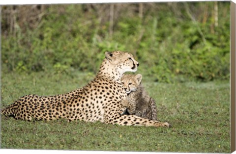 Framed Cheetah cub (Acinonyx jubatus) playing with its mother, Ndutu, Ngorongoro, Tanzania Print