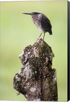 Framed Close-up of a Green heron (Butorides virescens), Cano Negro, Costa Rica Print