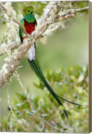 Framed Close-up of Resplendent quetzal (Pharomachrus mocinno) perching on a branch, Savegre, Costa Rica Print