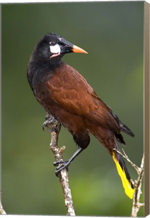 Framed Close-up of a Montezuma oropendola (Psarocolius montezuma) perching on a branch, Arenal Volcano, Costa Rica Print