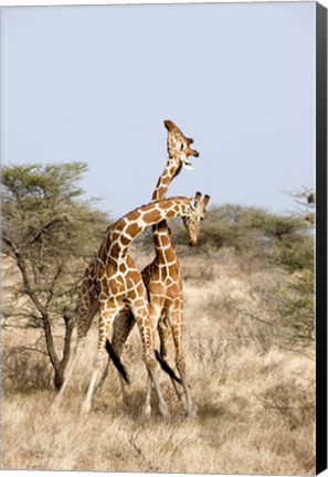 Framed Reticulated giraffes (Giraffa camelopardalis reticulata) necking in a field, Samburu National Park, Rift Valley Province, Kenya Print