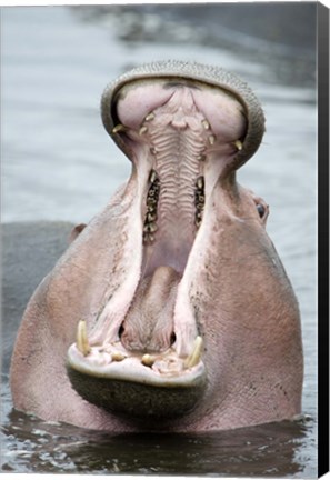 Framed Close-up of a hippopotamus (Hippopotamus amphibius) yawning in a lake, Lake Manyara, Tanzania Print