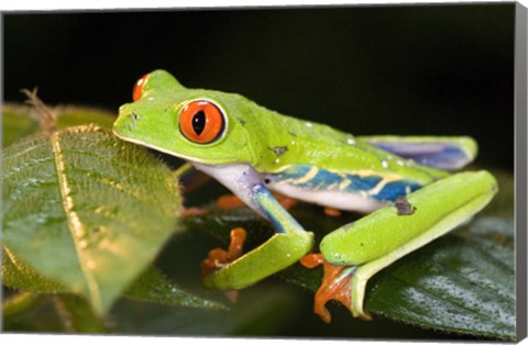 Framed Red-Eyed Tree frog (Agalychnis callidryas) on leaves Print