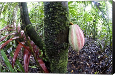 Framed Cocoa tree in a rainforest, Costa Rica Print