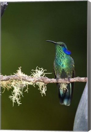 Framed Close-up of a Green Violetear hummingbird (Colibri thalassinus) perching on branch, Savegre, Costa Rica Print