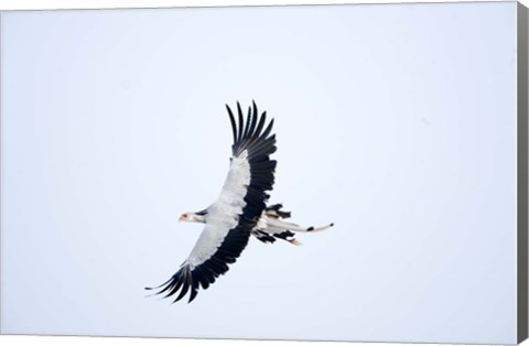 Framed Secretary bird (Sagittarius serpentarius) in flight, Samburu National Park, Rift Valley Province, Kenya Print