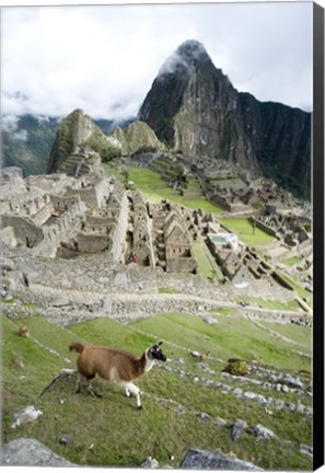 Framed High angle view of Llama (Lama glama) with Incan ruins in the background, Machu Picchu, Peru Print