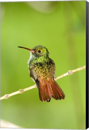 Framed Close-up of Rufous-Tailed hummingbird (Amazilia tzacatl) perching on a twig, Costa Rica Print