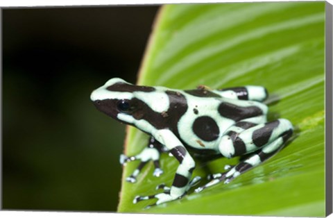 Framed Close-up of a Green and Black Poison Dart frog (Dendrobates auratus) on a leaf, Costa Rica Print