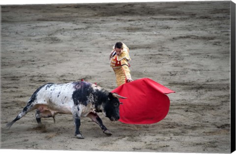 Framed Matador and a bull in a bullring, Lima, Peru Print