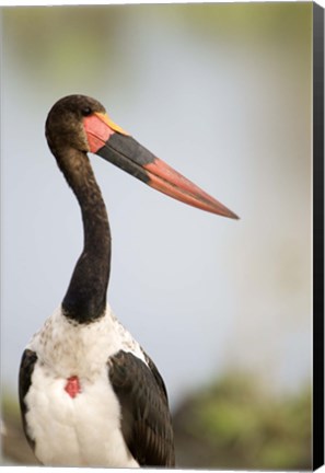 Framed Close-up of a Saddle Billed stork (Ephippiorhynchus Senegalensis) bird, Tarangire National Park, Tanzania Print