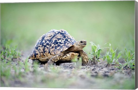 Framed Leopard tortoise (Geochelone pardalis) moving slowly in a field, Tarangire National Park, Tanzania Print