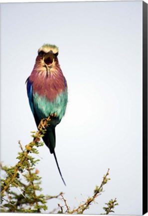 Framed Lilac-Breasted Roller (Coracias caudatus) bird perching on a branch, Tarangire National Park, Tanzania Print