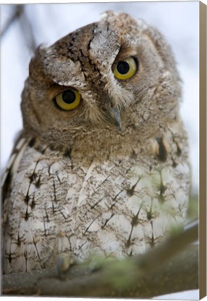 Framed Close Up of an African Scops owl (Otus senegalensis), Tarangire National Park, Tanzania Print